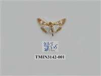 藏品(螟蛾289)的圖片